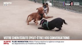 Certains chiens pourraient apprendre de nouveaux mots en écoutant nos conversations, selon une étude hongroise 
