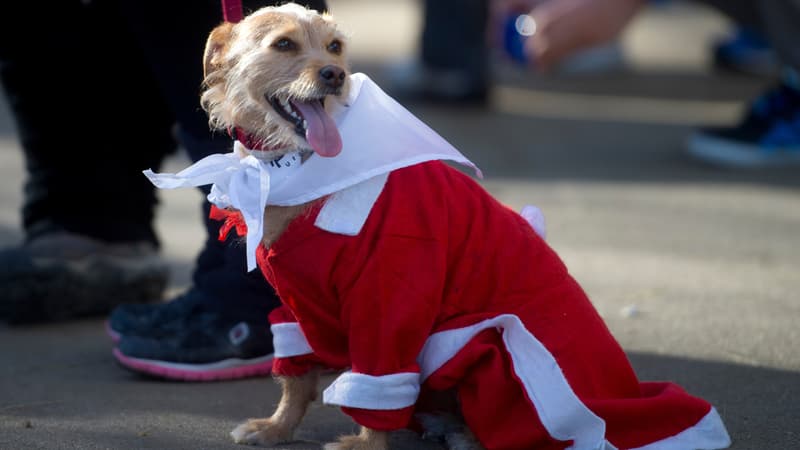 Un chien déguisé en Père Noël en Espagne, le 30 décembre 2014.