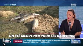 L'été 2020, un été meurtrier pour les dauphins. L'Europe met en demeure la France