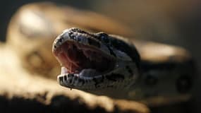 Un promeneur a capturé un boa constrictor de 2,3 mètres sur les bords du fleuve de la ville autrichienne de Salzbourg. Les efforts pour retrouver le propriétaire ont été vains. /Photo d'archives/REUTERS/Juan Carlos Ulate