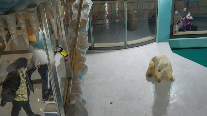Les gens regardent un ours polaire à l'intérieur d'une enceinte dans un hôtel récemment ouvert, à Harbin, au nord-est de la province chinoise du Heilongjiang, le 12 mars 2021. (Photo d'illustration)