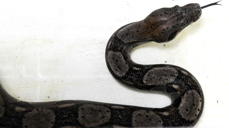 Un boa constrictor du zoo de El Salvador à San Salvador, le 15 juin 2017. Photo d'illustration