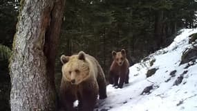 Une ourse et son ourson filmés dans les Pyrénées