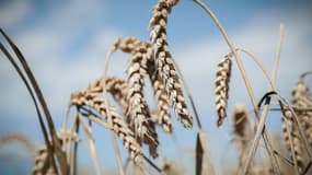 Un champ de blé à Cheux, près de Caen, le 10 août 2023 dans le Calvados