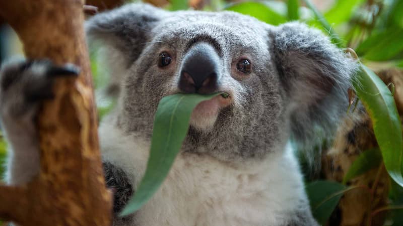 Un koala a été sauvé grâce aux soins qui lui ont été prodigués. (photo d'illustration)