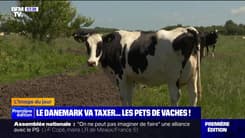 L'image du jour : Le Danemark va taxer... les pets de vaches ! - 11/07