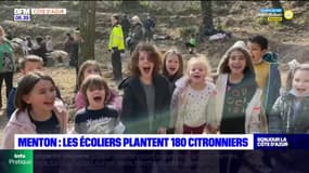 Menton: des écoliers plantent 180 citronniers