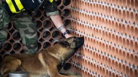 Snatch, le chien gendarme capable de localiser du matériel électronique.