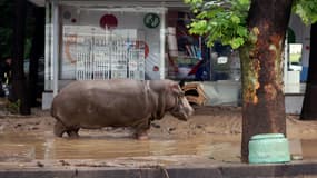 Un hippopotame s'est échappé du zoo de Tbilissi.
