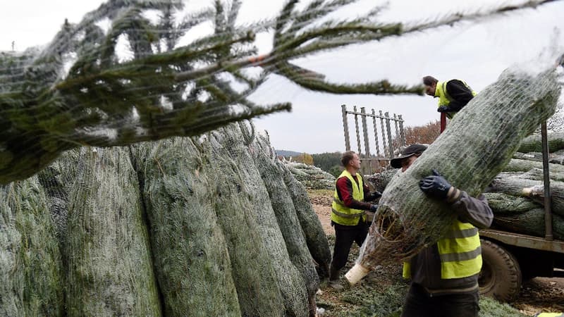 Manger son sapin de Noël pour l'écologie? La ville de Gand en Belgique recadrée face au danger