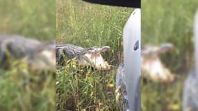 Zapping TV : Un alligator se bat contre une voiture 