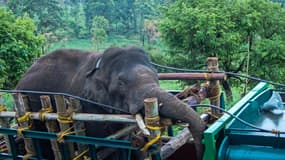 Des agents forestiers transportant l'éléphant sauvage "Arikomban" dans le district d'Idukki, dans l'État indien du Kerala, au sud du pays, le 29 avril 2023.