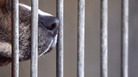 Un chien dans le refuge SPA de Gennevilliers, le 16 octobre 2007