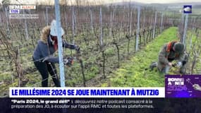 Alsace: le millésime 2024 se joue à Mutzig