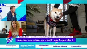 Emmener son animal au travail : une bonne idée ? - 21/09