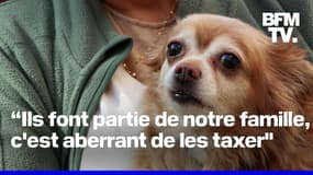  La France pourrait-elle taxer les propriétaires de chiens? 
