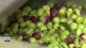 Enquête sur les importations d'olives espagnoles