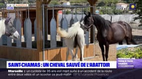 Saint-Chamas: une jument sauvée de l'abattoir grâce à un appel aux dons
