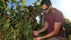 Le viticulteur Julien Luro examine ses vignes touchées par le mildiou, le 13 juillet 2023 à Targon, en Gironde