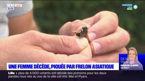 Pas-de-Calais: une femme meurt après une piqûre de frelon asiatique