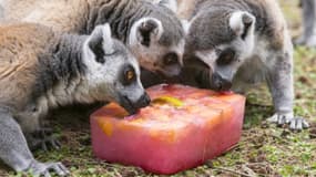 Des lémuriens lèchent un bloc de glace au zoo de Ramat Gan (nord de Tel Aviv) le 1er juillet 2015