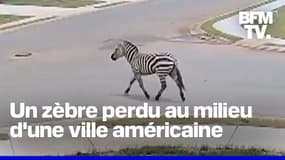 Un zèbre en fuite devient la star d'une ville américaine