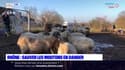Rhône: des moutons sauvés d'un élevage illégal meurent les uns après les autres
