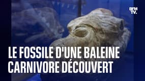 Le fossile d'une baleine carnivore de 36 millions d'années découvert au Pérou