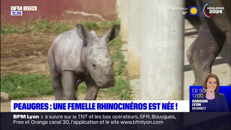 Peaugres: un bébé rhinocéros est né au safari début juin