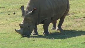Angalifu, le rhinocéros blanc du nord qui est mort ce dimanche.