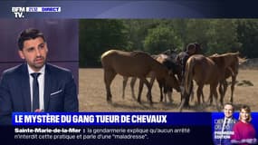 Chevaux mutilés : l’enquête impossible ? - 25/08