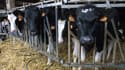 RMC a rencontré une famille dont l'exploitation ne dépasse pas les cinquante vaches laitières et les 200 hectares de céréales. (Photo d'illustration)