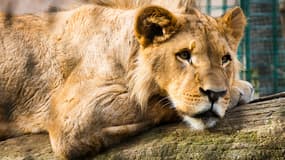 Dans l'Hérault, un homme qui détenait illégalement un lion a menacé de se suicider si on lui prenait l'animal (Photo d'illustration).