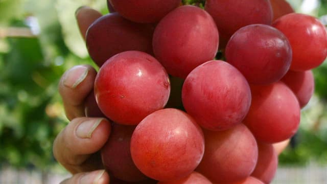 Un grappe de "Ruby Roman", ici photographiée en août 2011, a été adjugée au Japon pour la somme de 10.000 euros. (Photo d'illustration)