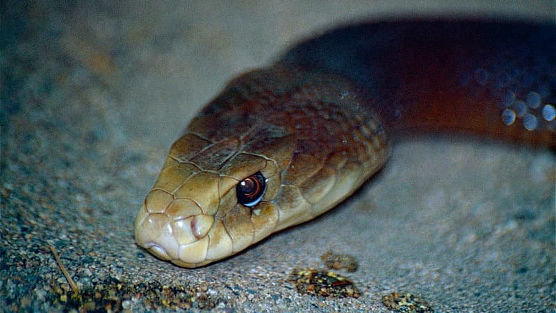 Un Taïpan cotier, l'une des espèces les plus venimeuses au monde. 