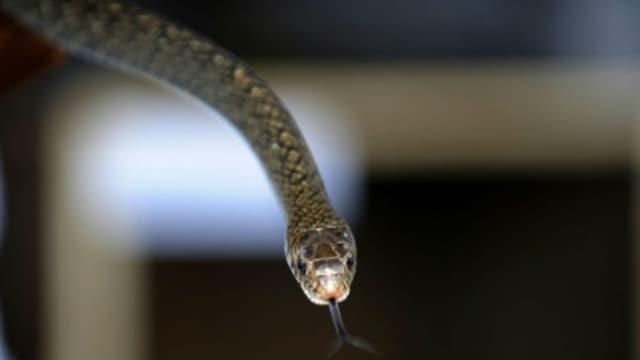 Un serpent a perturbé les essais MotoGP le 17 février à Buriram (Thaïlande). Photo d'illustration