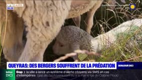 Queyras: deux bergers bergers s'inquiètent des attaques de loups 