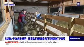 Rhône: les éleveurs attendent plus du plan loup