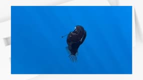Une baudroie des abysses repérée en Espagne, janvier 2025