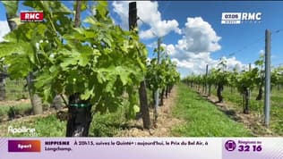 Gironde: un viticulteur se donne la mort dans ses vignes 