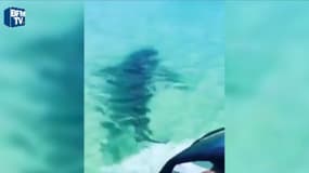 Quand un requin blanc s’attaque à un jet-ski