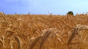 Un champ de blé (photo d'illustration).