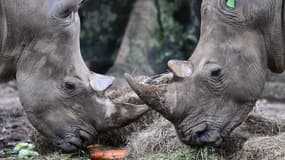Le rhinocéros renvoie à une menace en réalité probable