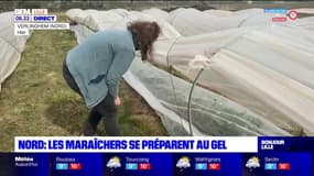 Nord: les maraîchers se préparent au gel