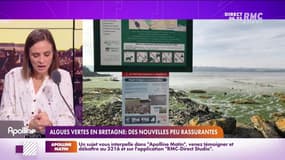 RMC s’engage pour vous : Algues vertes en Bretagne, des nouvelles peu rassurantes - 17/02