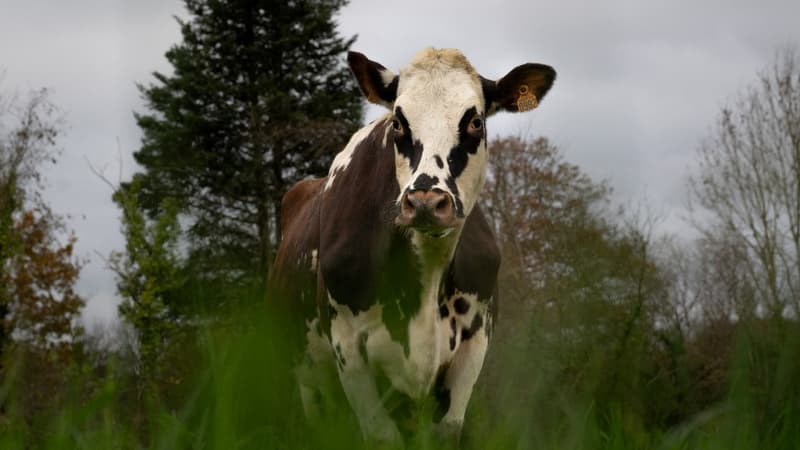 Oreillette, une vache normande de 5 ans, est l'égérie du Salon de l'Agriculture 2024