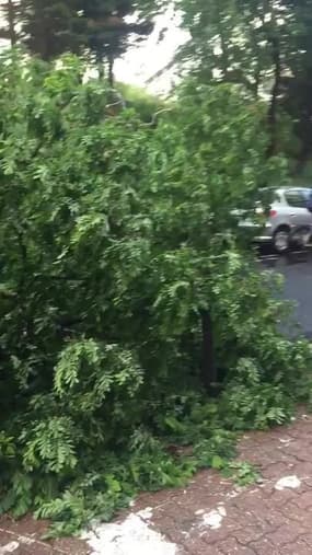 Arbre tombé à Paris - Témoins BFMTV