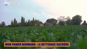 Mon panier normand : la betterave sucrière