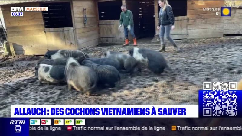 Allauch: un propriétaire abandonne 10 cochons vietnamiens après avoir vendu sa maison