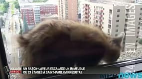 Un raton laveur escalade un immeuble de 23 étages aux Etats-Unis